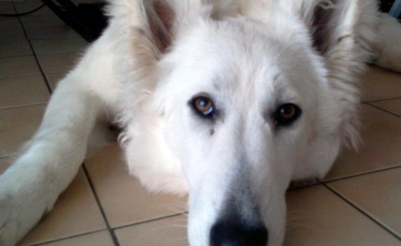 Le chien en appartement