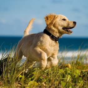 Le chien en vacances