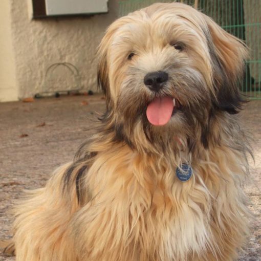 Le Lhassa Apso