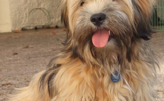 Le Lhassa Apso