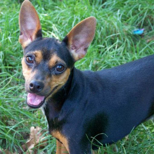 Le Pinscher nain