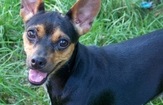Le Pinscher nain