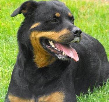 Le Rottweiler