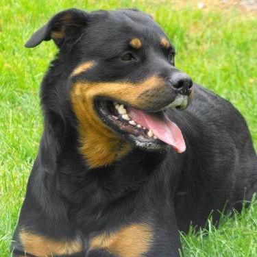 Le Rottweiler