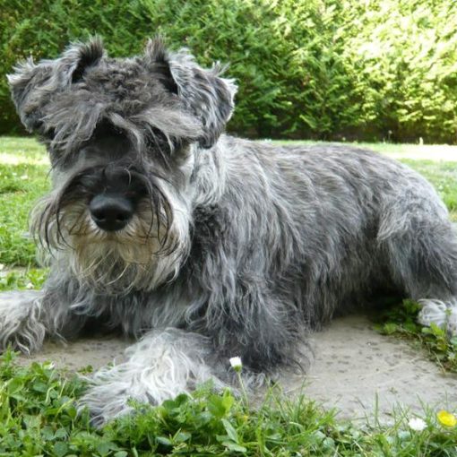 Le Schnauzer Nain