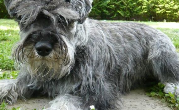 Le Schnauzer Nain