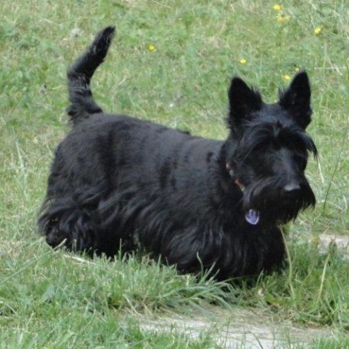 Le Scottish Terrier