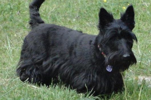 Le Scottish Terrier