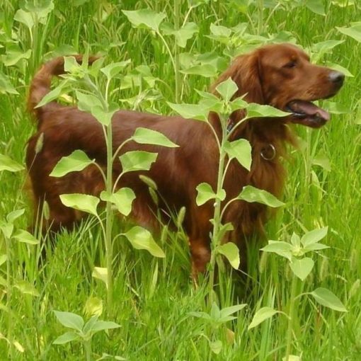 Le Setter Irlandais