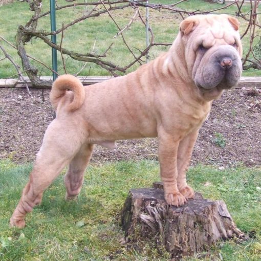 Le Shar Pei