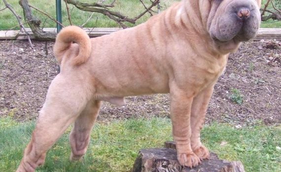 Le Shar Pei