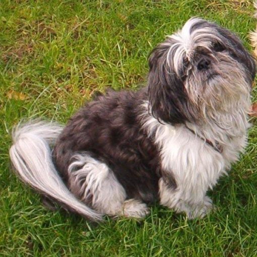Le Shih Tzy