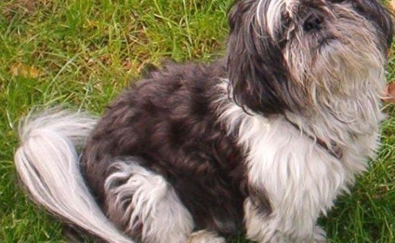 Le Shih Tzy