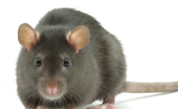 L'hygiene du rat