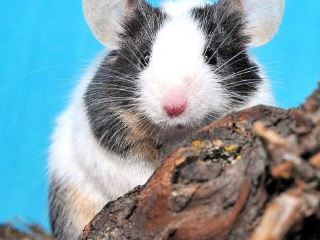 L'habitat de la souris