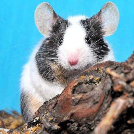 L'habitat de la souris