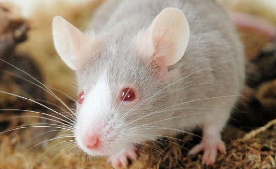 Hygiène et soins de la souris