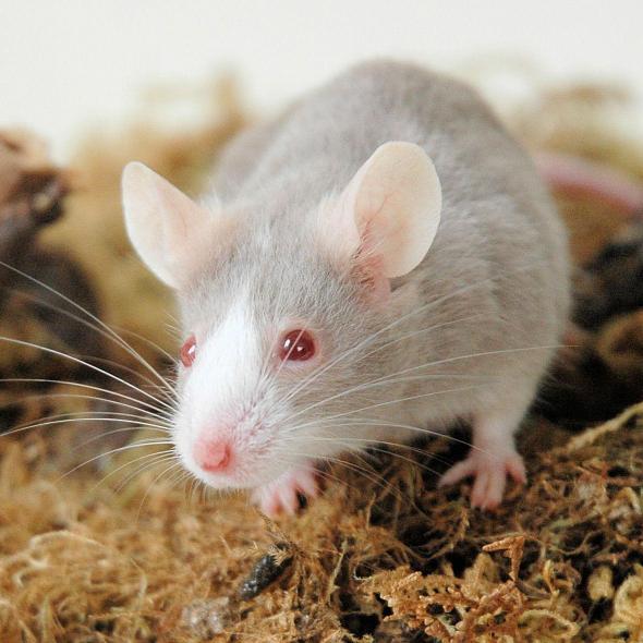 Hygiène et soins de la souris