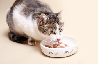 Alimentation chat âgé
