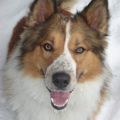 Les besoins énergétiques du chien sont plus élevés lorsqu'il fait froid