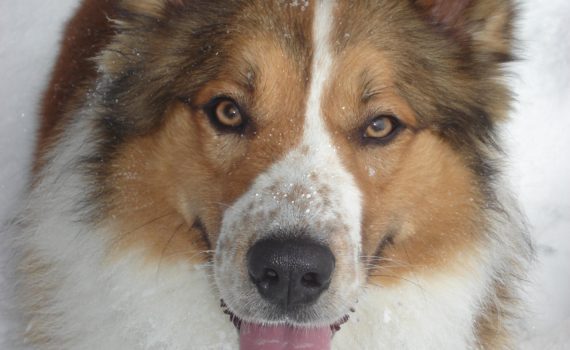 Les besoins énergétiques du chien sont plus élevés lorsqu'il fait froid