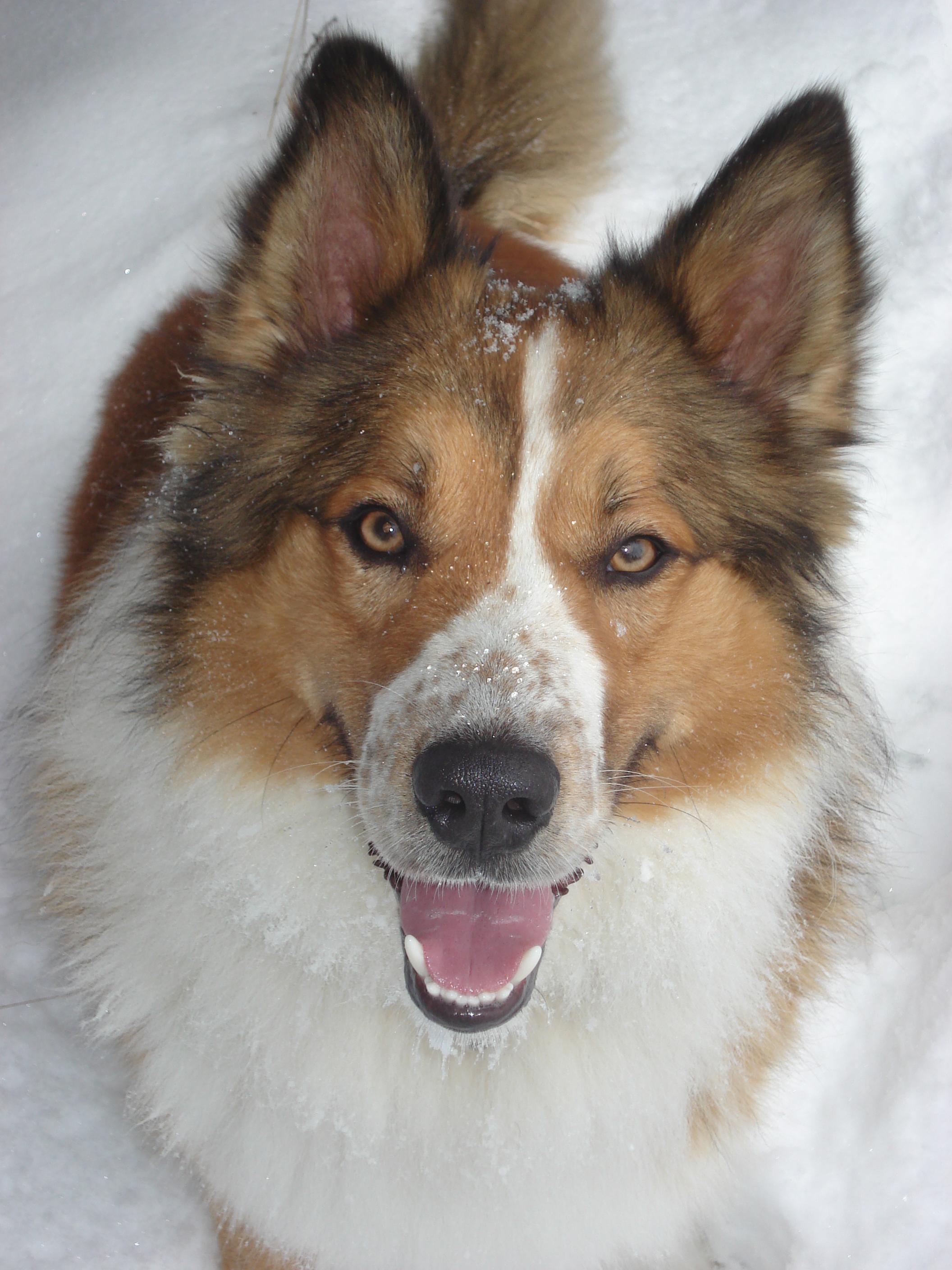 Les besoins énergétiques du chien sont plus élevés lorsqu'il fait froid