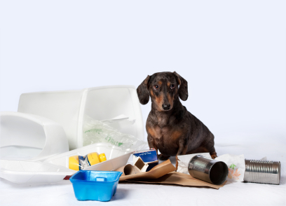 Chien risque une intoxication