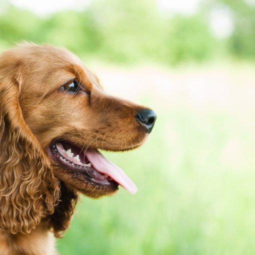 Identification du chien