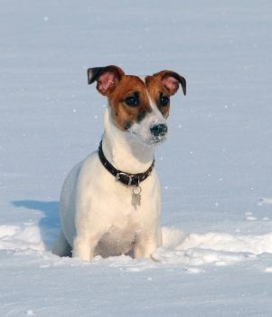 Jack russel qui court dans la neige
