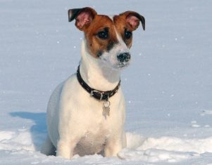 Jack russel qui court dans la neige