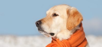 résistance au froid chez le chien