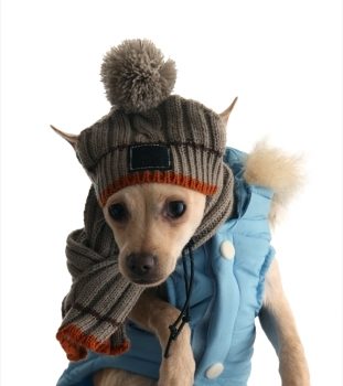 Petit chien avec une écharpe et un bonnet