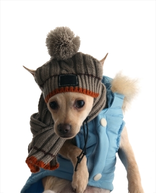 Petit chien avec une écharpe et un bonnet