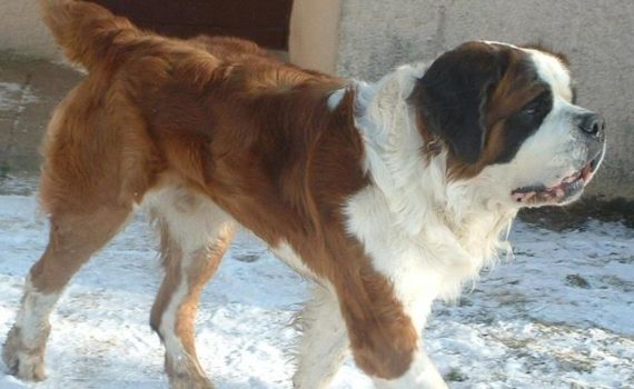 Certaines races résistent naturellement mieux au froid