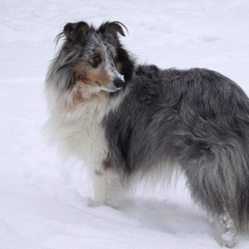 Un chien peut passer l'hiver dehors à condition d'être en bonne santé