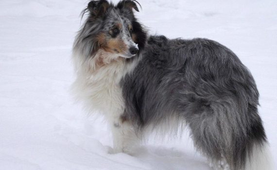 Un chien peut passer l'hiver dehors à condition d'être en bonne santé