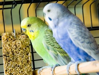 Perruches dans leur cage avec du millet