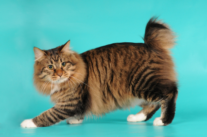 L'american bobtail