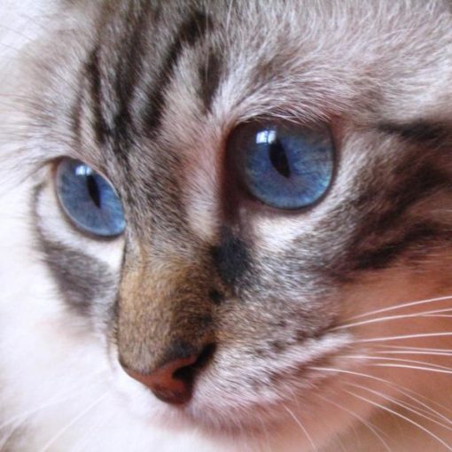 L'American Curl
