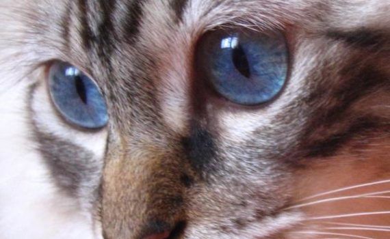 L'American Curl