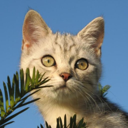 L'American Shorthair