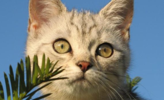 L'American Shorthair