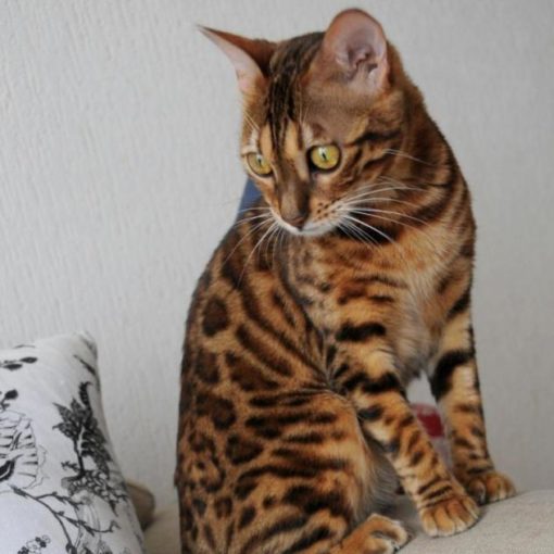 Le Bengal