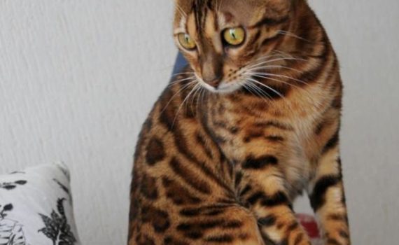 Le Bengal