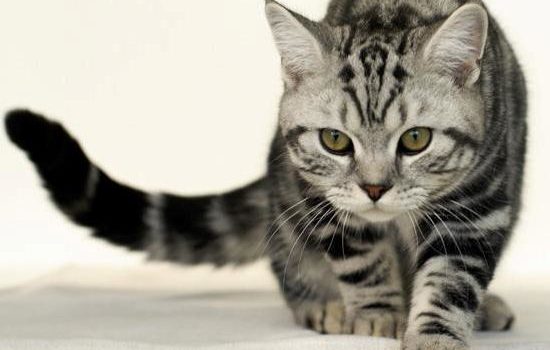 Le Bristish Shorthair