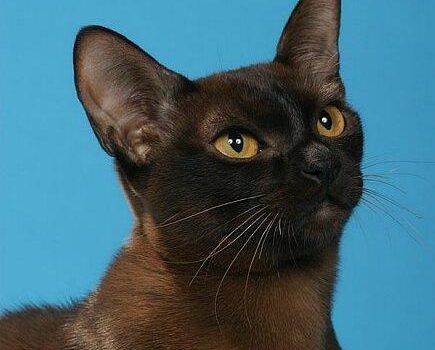 Le Burmese