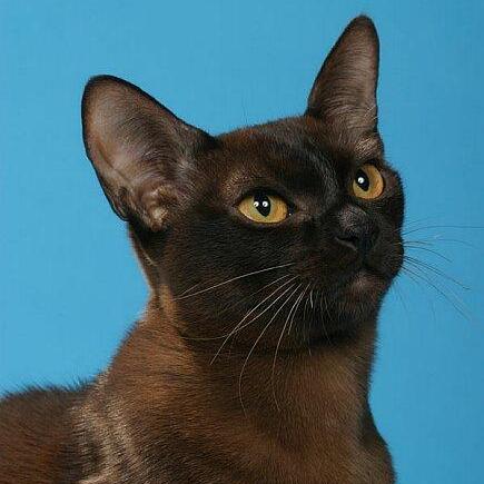 Le Burmese