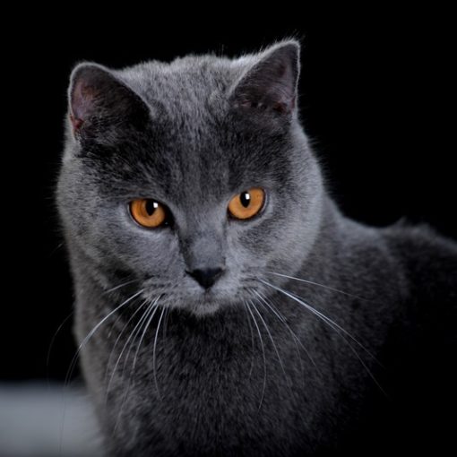 Le Chartreux