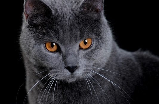 Le Chartreux