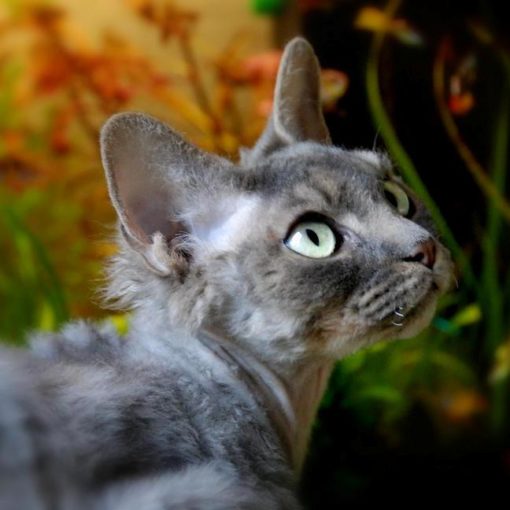Le Devon Rex